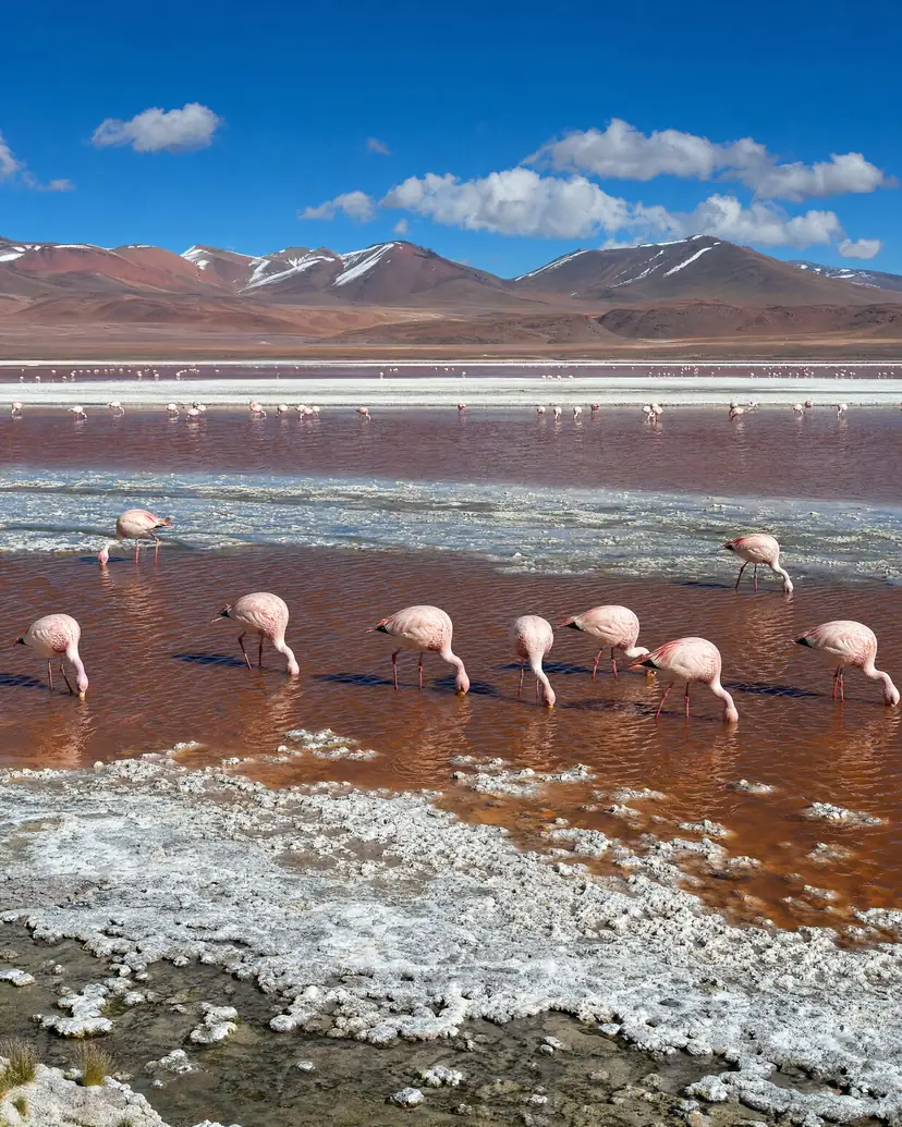 Flamencos en la Laguna Colorada