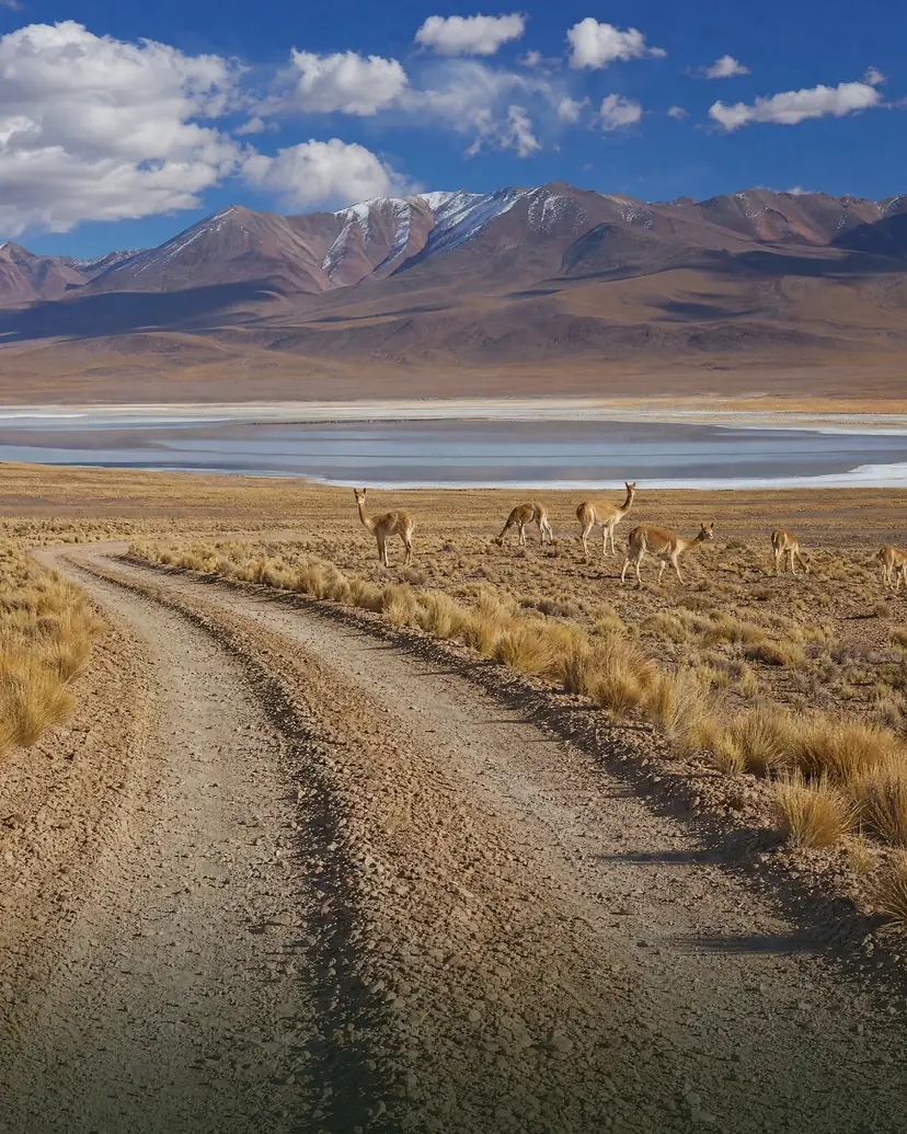 Vicuñas en el altiplano boliviano