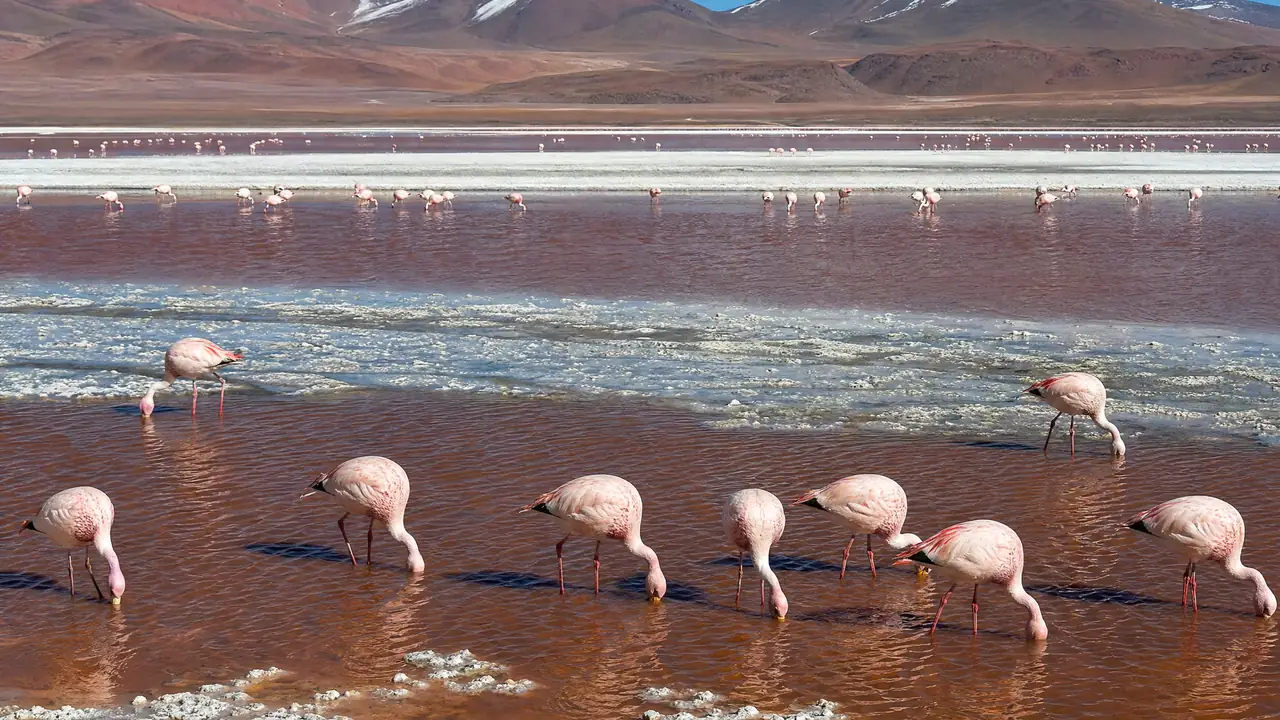 Flamencos en la Laguna Colorada, en el altiplano de Bolivia