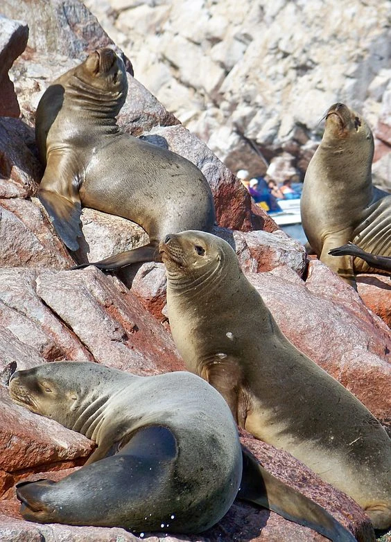 Colonia de lobos marinos sobre las rocas de las Islas Ballestas
